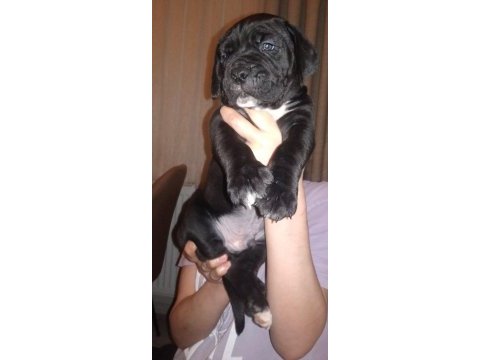 Cane corso