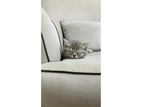 3 tane dişi 2 aylik british shorthair yavru kedimiz