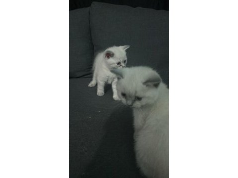 Siyam kedisi 2 aylık yavru
