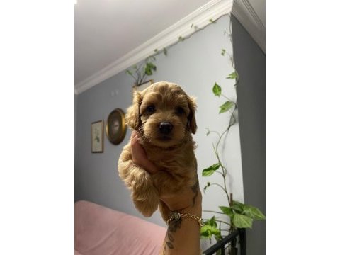 11 haziran doğumlu 4 adet erkek toy poodle