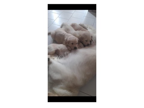 Golden retriever yavrularımız mevcut