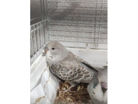 Maşallah show jumbo muhabbet kuşu damızlık ve yavrular