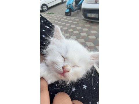 British shorthair yavru