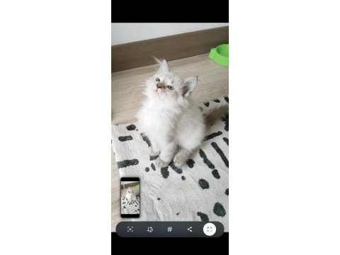 British longhair 2 aylık