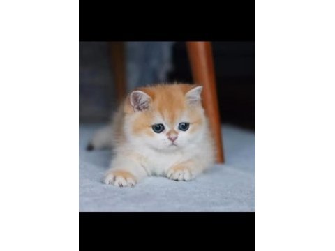 Safkan british shorthair golden ve blue yavru