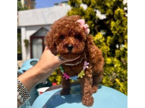 Sevimli toy poodle yavrularımız