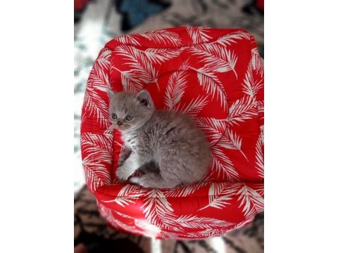 Erkek british shorthair kedilerimiz sağlıklı kaliteli