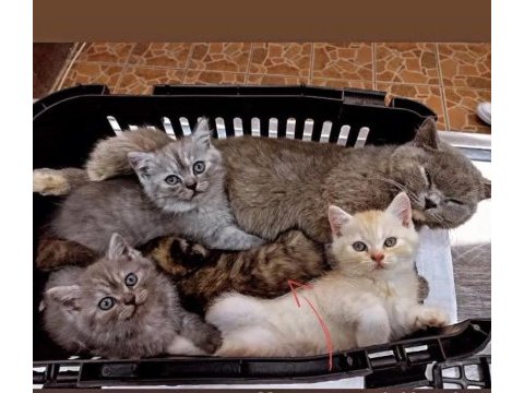 Yavru british shorthair 2 aylık