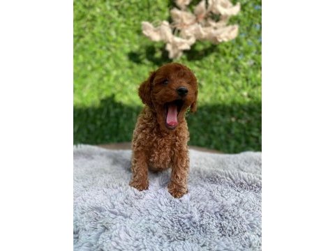 Toy poodle bebekler