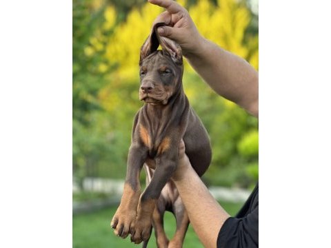 50 günlük a kalite dev doberman yavruları