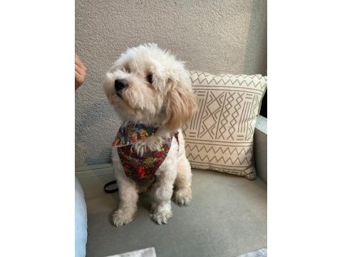 Acil maltipoo bilgi almadan karar vermeyin