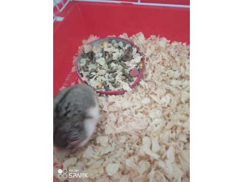 Minik yavru hamster
