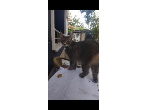 Sahibinden gemiye çıkma sebebiyle british longhair