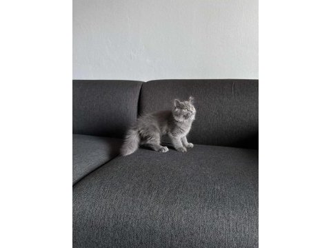 Gri british shorthair pofuduk yavrumuz yeni ailesini arıyor