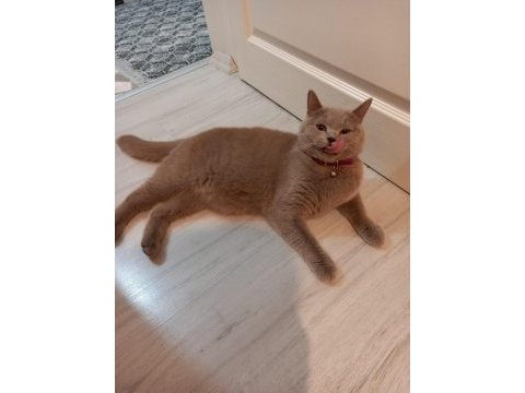 8 aylık british shorthair dişi tuvalet eğitimi vardır