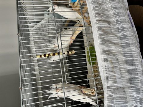 Sağlıklı sultan papağanı yavrular