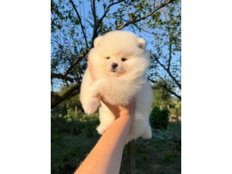 Kusursuz karbeyaz ayı surat pomeranian boo