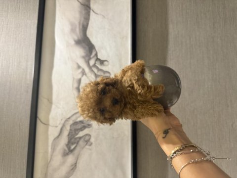 Evde doğmuş erkek ve kız toy poodle yavruları