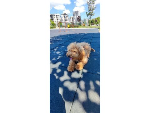 Toy poodle
