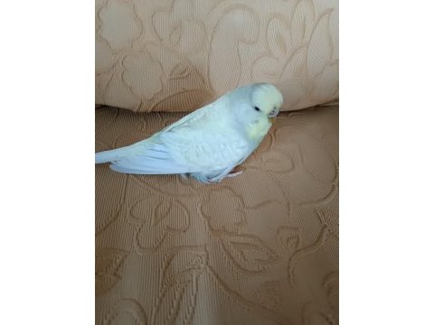 Muhabbet kuşu damızlık dişi