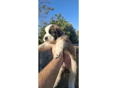 Safkan st bernard bethowan yavruları