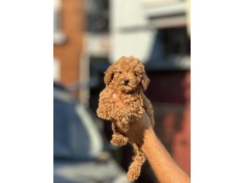 Poodle yavrularımız