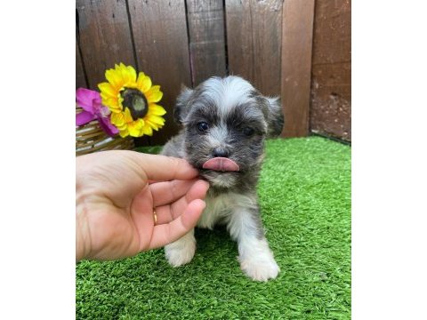 Morkie köpeğimiz