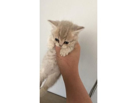 Anneleri british shorthair babaları scottish