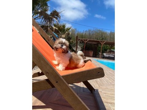 Kraliyet soyundan gelen shih tzu yavruları
