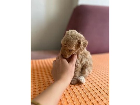 Apricot toy poodle