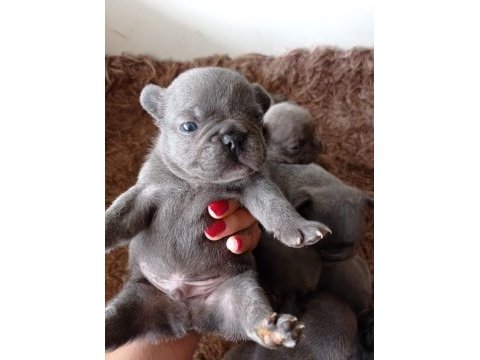 Muhteşem kaliteli blue french bulldog yavrumuz