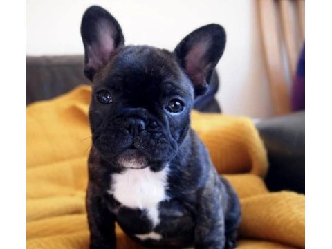 Irk ve sağlık garantili french bulldog bebekler