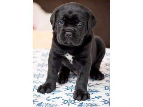 A kalite cane corso yavrular