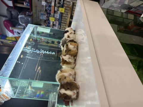 Ginepig yavruları gelmı̇ştir citypetshop