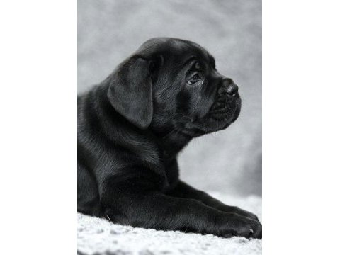 Safkan cane corso italiano