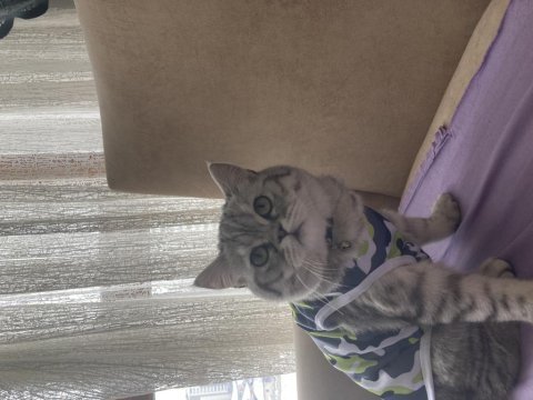 6,5 aylık scottish fold yavrumuz
