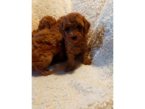 Ankaranın en seçkin redbrown toy poodle yavrularımız