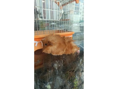 Guinea pigler
