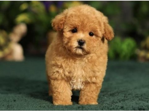 Maltipoo bebek köpekler