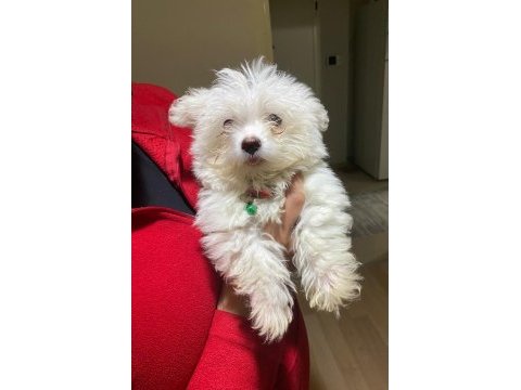 0 numara maltese terrier yavru