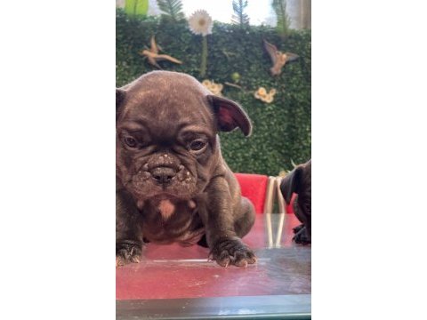 French bulldog 3 aylık erkek