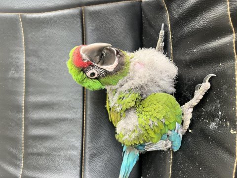 El besleme military macaw