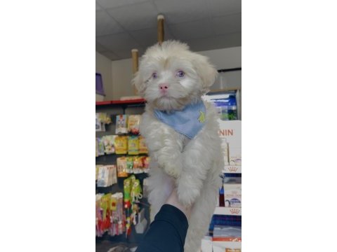 Albino maltese yeni ailesini arıyor