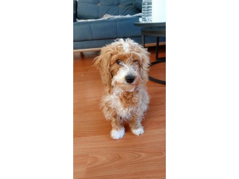 5 aylık erkek maltipoo