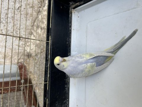 1 adet 2 aylık dişi rainbow muhabbet kuşu