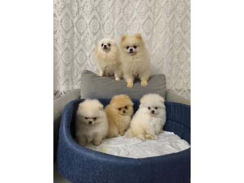 Pomeranian bebişlere ev sahipliği yapmak ister misiniz?