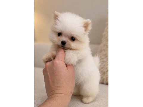 Minicik pomeranian boo