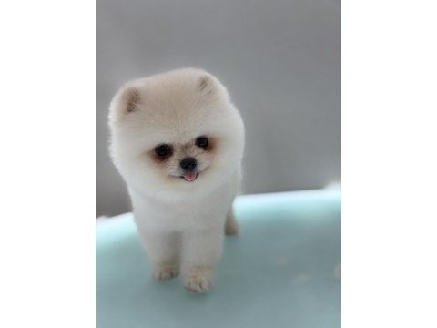 Sağlık ve ırk garantili pomeranian boo