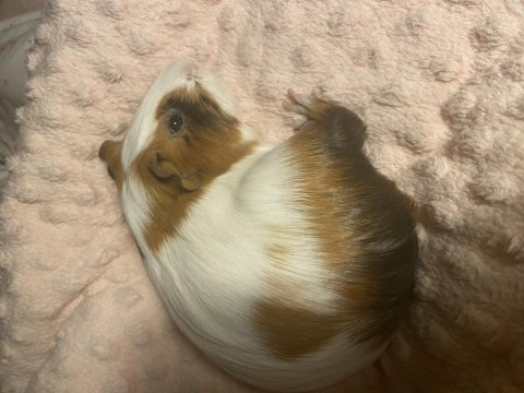 Guinea pigs