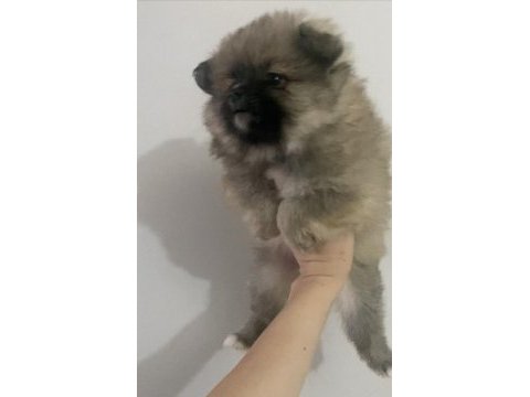 Safkan pomeranian bebekler